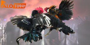 Mẹo đá gà dễ thắng